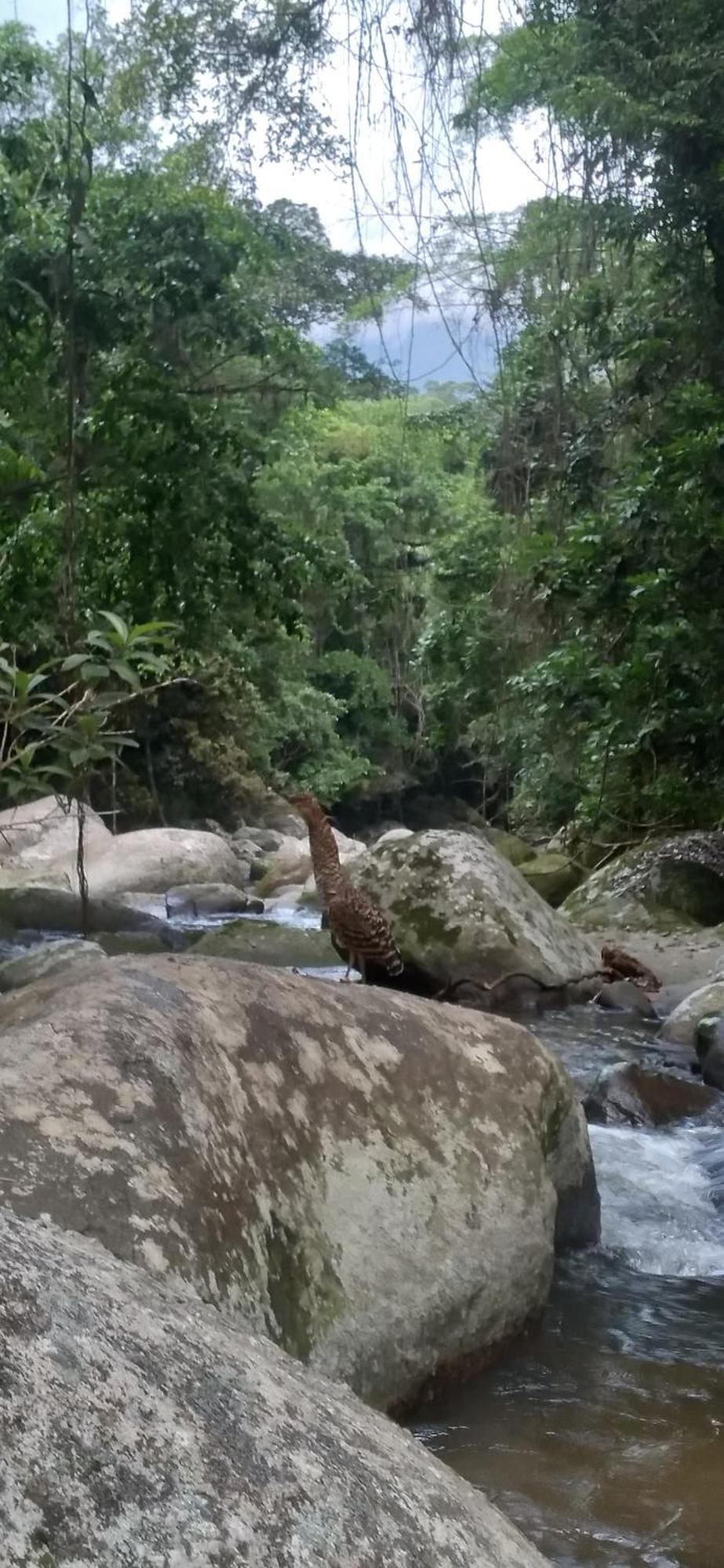 Recanto Da Margo 1, Casa Com Acesso A Cachoeira 파라티 외부 사진